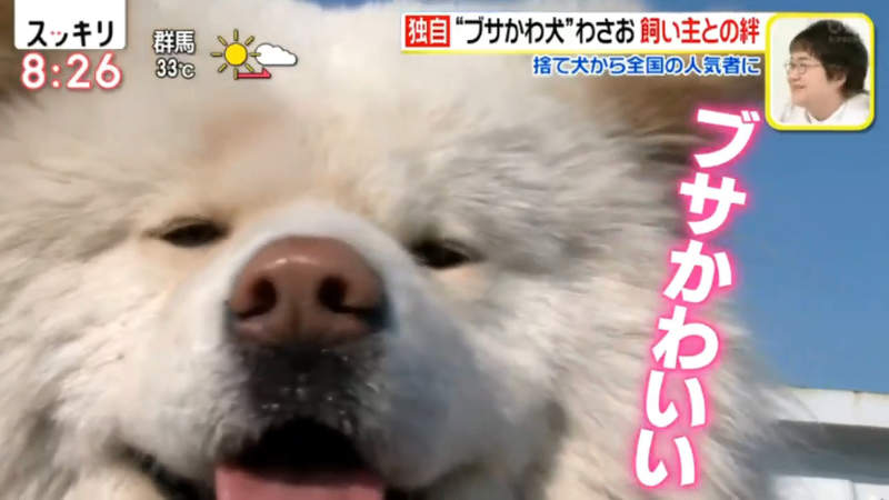 醜得可愛的秋田犬wasao 從棄犬一躍成為青森狗明星13歲高齡去世盼與老飼主團圓