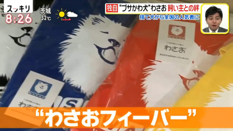 醜得可愛的秋田犬wasao 從棄犬一躍成為青森狗明星13歲高齡去世盼與老飼主團圓 醜得可愛的秋田犬wasao 從棄犬一躍成為青森狗明星13歲高齡去世盼與老飼主團圓