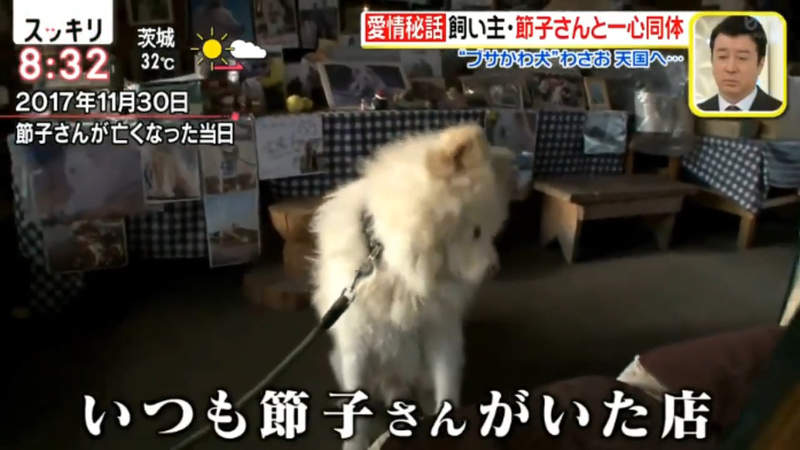 醜得可愛的秋田犬wasao 從棄犬一躍成為青森狗明星13歲高齡去世盼與老飼主團圓 宅宅新聞