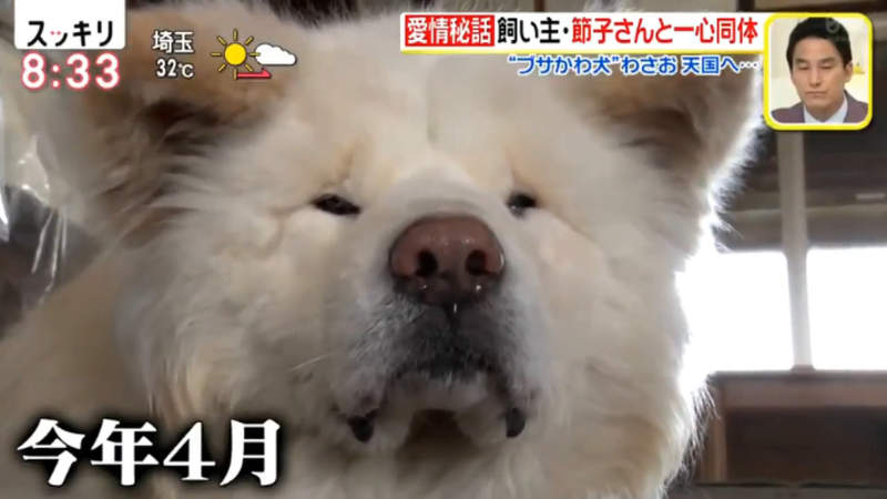 醜得可愛的秋田犬wasao 從棄犬一躍成為青森狗明星13歲高齡去世盼與老飼主團圓 宅宅新聞