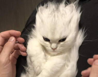 《超級賽亞貓》超萌波斯貓變身彷彿打出龜派氣功也不奇怪的超級賽亞貓