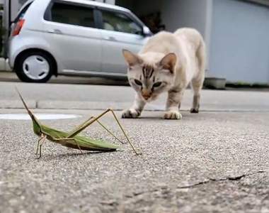 【有片】《被貓鎖定的蚱蜢》眼看死路一條的下個瞬間，貓的反應笑翻15萬推民ww