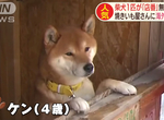《柴犬地瓜攤》一時興起打造出新興觀光地 外國人都特地跑來札幌看一眼  《柴犬地瓜攤》一時興起打造出新興觀光地 外國人都特地跑來札幌看一眼