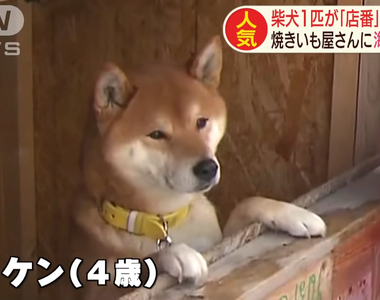 《柴犬地瓜攤》一時興起打造出新興觀光地 外國人都特地跑來札幌看一眼 