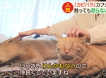 《水豚貓咪咖啡廳》同時享受兩種可愛動物的療癒空間 搏感情的祕訣就是摸不停 《水豚貓咪咖啡廳》同時享受兩種可愛動物的療癒空間 搏感情的祕訣就是摸不停