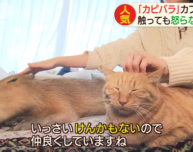 《水豚貓咪咖啡廳》同時享受兩種可愛動物的療癒空間 搏感情的祕訣就是摸不停