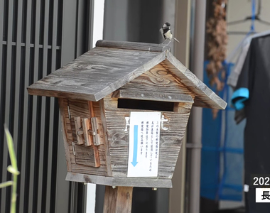 《我家信箱被鳥佔據了》遮風避雨又有木香超舒適 屋主護鳥超怕郵差一時沒注意……