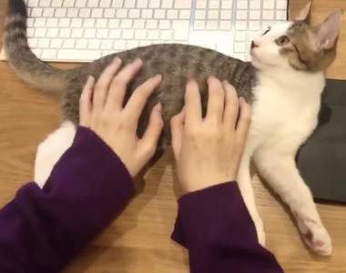 《寵壞人類的貓鍵盤》強烈建議各大公司行號更換此款鍵盤,可大大療癒員工上班心情❤