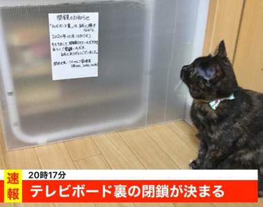 《貓的搜查線之封鎖電視櫃》面對飼主封鎖的決策,貓住民決定用行動來抗議ww