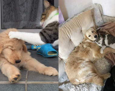 《幼犬的成長》長大雖然體型改變,但跟貓前輩的好感情還是一樣沒變❤