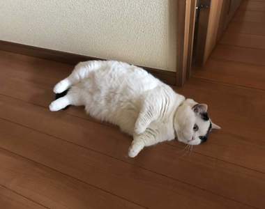 《貓落地的季節》最近隨處可見掉落地面的貓咪，正是收成的好時機（抱起）