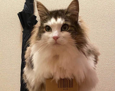 驚人的平衡感《堅持坐上紙箱的貓咪》無視紙箱狀態也堅持要坐在紙箱上的貓咪ww