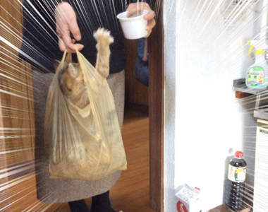 超節能《老媽搬運貓的方法》管你塑膠袋還是紙袋，只要能鑽進去都是好袋袋❤