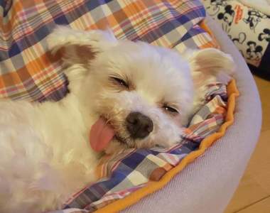 寵物睡顏照《爆睡的汪星人特輯》睡到翻白眼的那種到底是多好睡= =