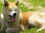 《體驗與秋田犬一起散步》肺炎疫情打亂秋田犬訓練計畫 徵求愛狗人士陪同散步兼累積經驗 《體驗與秋田犬一起散步》肺炎疫情打亂秋田犬訓練計畫 徵求愛狗人士陪同散步兼累積經驗
