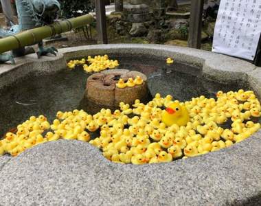 京都粟田神社《小鴨手水》黃色小鴨佔據的手水舍，要來跟大流行的花手水比拚❤