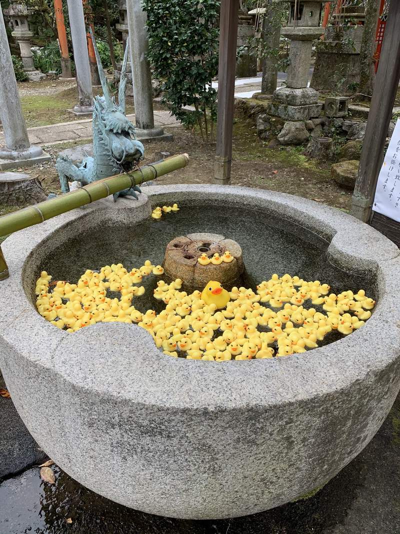京都粟田神社 小鴨手水 黃色小鴨佔據的手水舍 要來跟大流行的花手水比拚