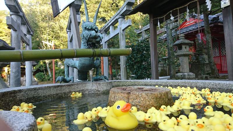 圖片6 京都粟田神社《小鴨手水》黃色小鴨佔據的手水舍,要來跟大流行的花手水比拚❤ | 宅宅新聞