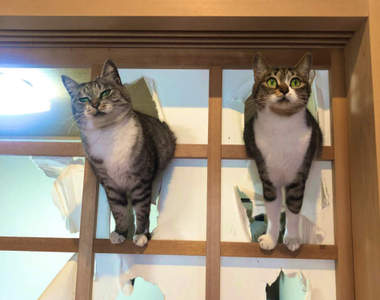 【有片】《為什麼貓會弄破紙門》面對這單純的疑問,貓奴用他家的紙門實驗給你看...