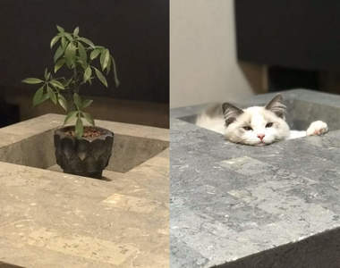 貓奴才懂《咖啡桌的理想與現實》幻想中的擺飾風格,買回來卻變成這樣...