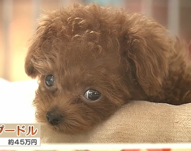 《日本寵物虐待棄養潮》肺炎疫情在家無聊就養貓狗玩 如今懶得照顧棄養等著安樂死