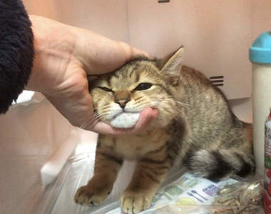 【有片】《貓的冰箱佔領事件》說什麼都堅持不從冰箱離開的小貓,飼主只好向推民求救ww