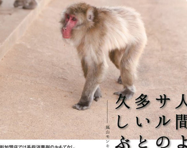 《肺炎疫情下的京都嵐山》猴子比人多、竹林空蕩蕩 廣告豁出去招攬觀光客回流