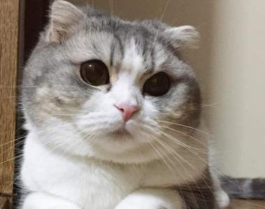 《收集寵物雙下巴》人類世界裡的肥胖象徵，在寵物世界裡是可愛的一種❤