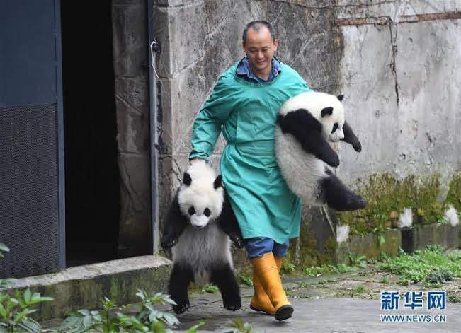 圖片7 《幼小貓熊的正確提法》飼育員再現小貓熊父母移動孩子時的方式引發瘋傳❤ | 宅宅新聞