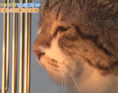 《超愛盯著暖爐看的貓》流浪貓告別虐待生活成為一家之主 暖爐的火光溫暖牠與飼主的心……