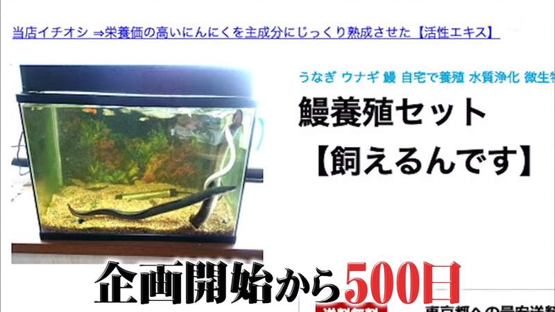 綜藝節目養鰻魚500天 會吃掉自己命名的鰻魚嗎 工作人員培養出深厚感情超不捨