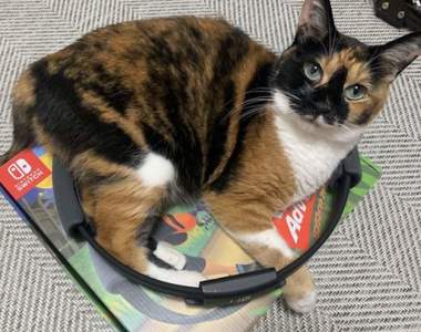 《喜歡縮在健身環裡的貓》放著不用沒關係,可以當毛孩的第二個家