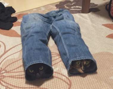 《褲管裡驚見喵星人》洗好的牛仔褲遭兩貓佔據,剛好的尺寸感成了貓的玩具ww