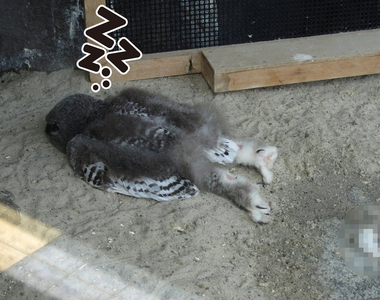 《貓頭鷹寶寶的衝擊睡姿》看起來像昏倒的趴睡姿勢，竟然是因為頭太重造成！？