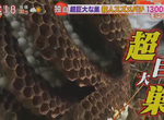 《超大蜂巢就在你身邊》這也是肺炎疫情的意外影響?今年少出門都沒發現被築巢 《超大蜂巢就在你身邊》這也是肺炎疫情的意外影響?今年少出門都沒發現被築巢