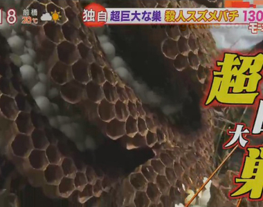 《超大蜂巢就在你身邊》這也是肺炎疫情的意外影響？今年少出門都沒發現被築巢