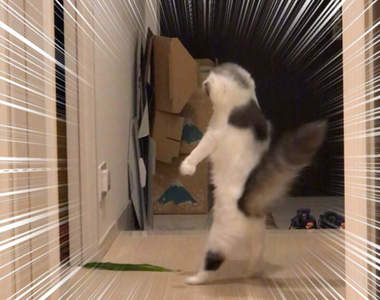 《貓的驚嚇瞬間》被嚇到炸毛的貓咪,超意外原因笑翻10萬網友按讚ww