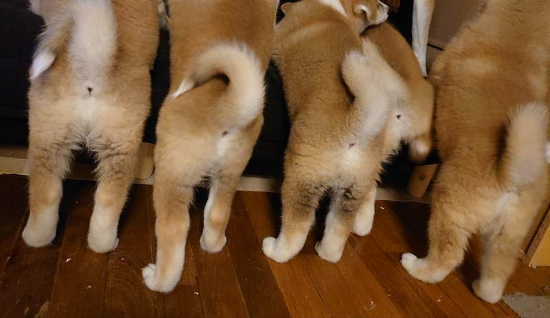 圖片5 《哀怨望著媽媽出門散步的幼犬》超萌秋田犬一家引發推特瘋傳 | 宅宅新聞