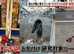 《單隻手套研究家石井公二》研究掉在地上的手套15年 人們丟手套的奧妙依然深不見底…… 《單隻手套研究家石井公二》研究掉在地上的手套15年 人們丟手套的奧妙依然深不見底……