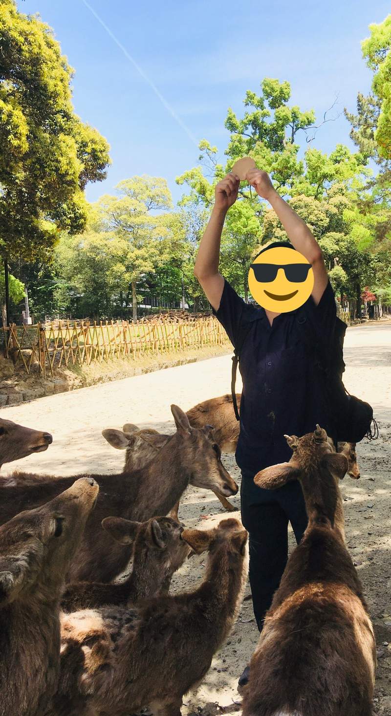 圖片6 奈良《鹿仙貝的安全餵法》掌握訣竅就能讓你擺脫被鹿群攻擊的命運... | 宅宅新聞