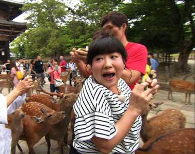 奈良《鹿仙貝的安全餵法》掌握訣竅就能讓你擺脫被鹿群攻擊的命運...