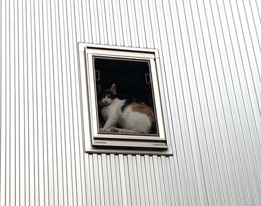 《貓的奇蹟瞬間》把自己塞在窗邊的貓咪，屋外看起來完全就像一幅畫ww