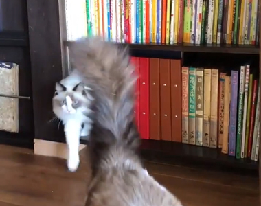 【有片】《不斷有貓走出的書櫃》不可思議的書櫃空間,難道牆壁的另一邊是貓咪國嗎?