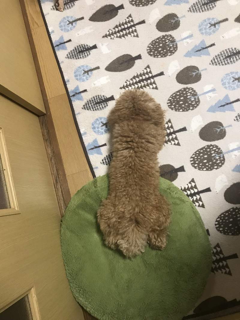 圖片6 你想歪了嗎?《雨天散步的狗狗》飼主給你看雨衣,結果才發現大家思想一樣髒wwww | 宅宅新聞