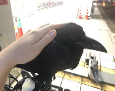 《烏鴉跟著到你家》路上遇見超親人烏鴉跟著一起回家，推主上網求救該如何處置...