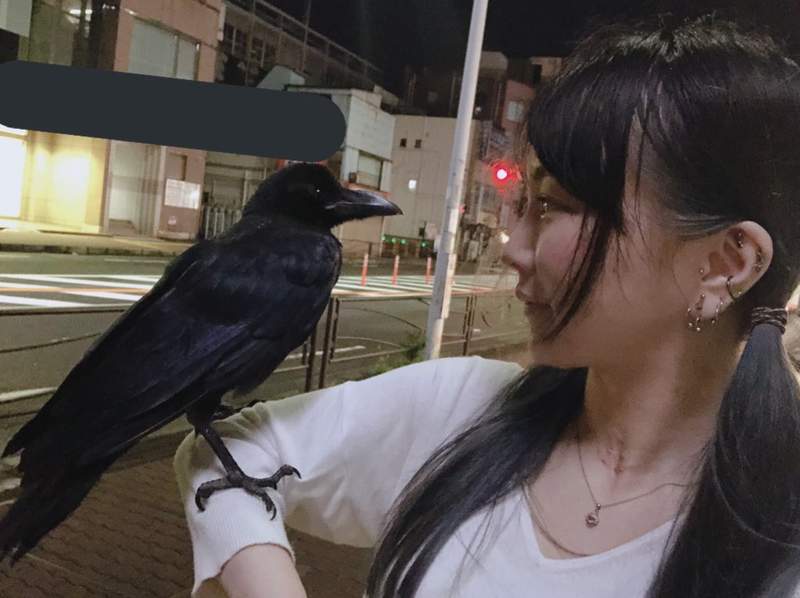 圖片5 《烏鴉跟著到你家》路上遇見超親人烏鴉跟著一起回家,推主上網求救該如何處置... | 宅宅新聞