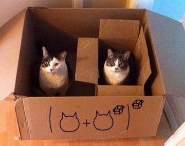 《數學與貓的並存關係》原來這個世界的構成絕非偶然