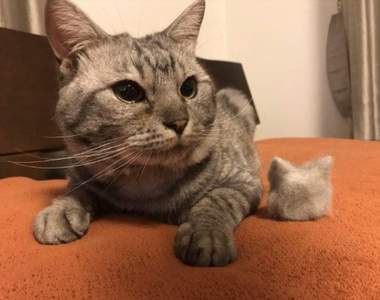 有愛貓奴收集《貓毛球》感覺囤個10年是不是就可以做件衣服惹？