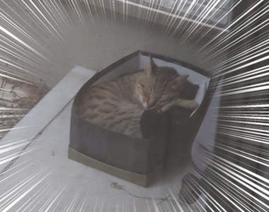 效果絕大《流浪貓收服裝置》只要在陽台放置紙箱,從此收編浪浪再也不是空想ww