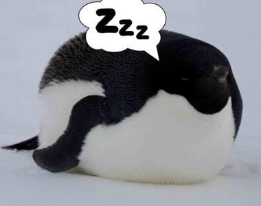 《阿德利企鵝的可愛睡姿》和菓子一般圓滾滾的外型，一瞬還認不出這竟然是企鵝ww